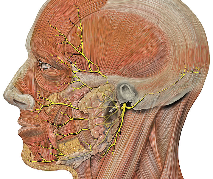 Illustration showing the branches of the facial nerve in the head